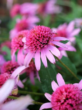 Jeżówka 'Pink Double Delight'