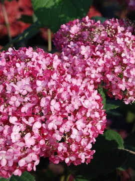 hortensja-drzewiasta-pink-anabelle.JPG
