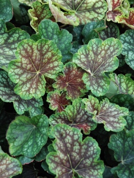 Żurawka 'Beauty Colour'