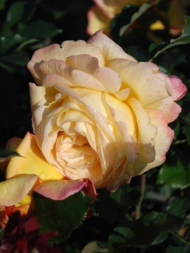 Róża wielkokwiatowa 'Catherine Laborde' PBR