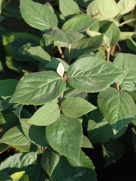 Kalina koreańska 'Juddii'