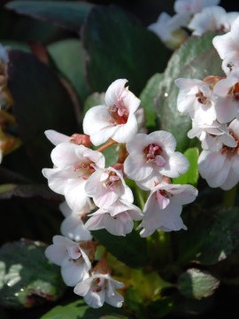 Bergenia 'Dragonfly™ 'Angel Kiss'