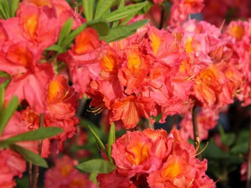 Azalia wielkokwiatowa 'Juanita'