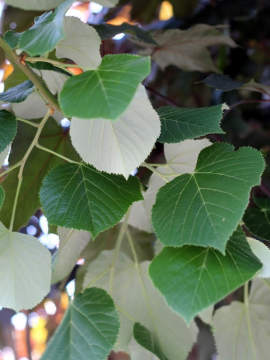 Lipa srebrzysta 'Brabant'