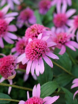 Jeżówka 'Pink Double Delight'