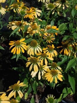 Jeżówka 'Golden Skipper'