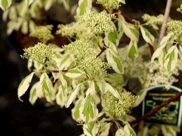 Dereń pagodowy 'Variegata'