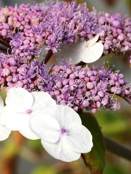 hortensja-kosmata-macrophylla.jpg