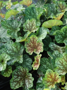 Żurawka 'Beauty Colour'