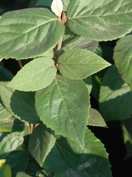 Kalina koreańska 'Juddii'