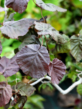 Leszczyna Red Majestic' PBR - liście