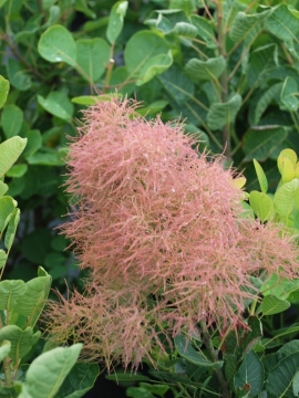 Perukowiec podolski 'Smokey Joe' - puszyste owocostany