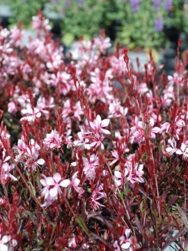 Gaura 'Graceful Light Pink'