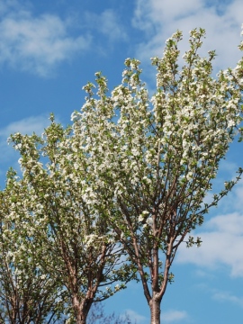 Wiśnia osobliwa 'Umbraculifera'
