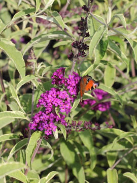 budleja-dawida-harlequin2.jpg