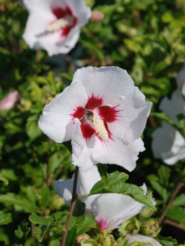 Ketmia syryjska 'Red Heart'