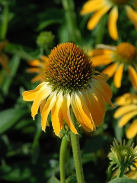 Jeżówka 'Golden Skipper'