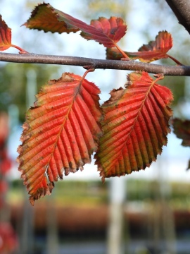 Grab pospolity 'Lochglow' ROCKHAMPTON RED jesienią