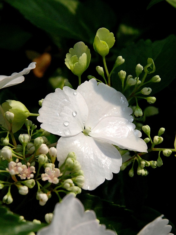 Hortensja RUNAWAY BRIDE 'Snow White'