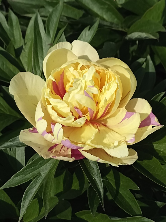 Piwonia ITOH 'Lemon Dream'