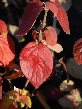 Kalina koreańska 'Juddii'