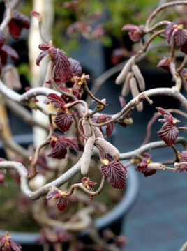 Leszczyna Red Majestic' PBR - kwiaty