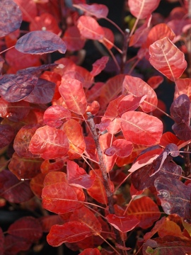 Perukowiec podolski 'Smokey Joe' - jesienne wybarwienie liści