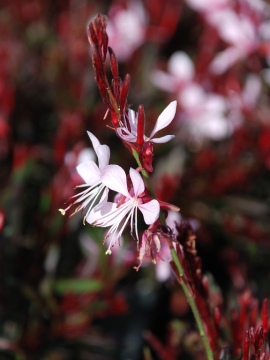 gaura-graceful-light-pink-5.JPG