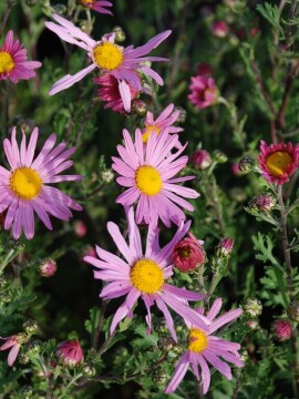 Chryzantema 'Clara Curtis'