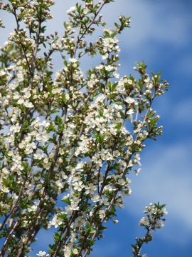Wiśnia osobliwa 'Umbraculifera'
