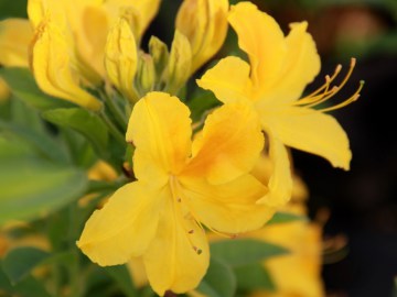 Azalia wielkokwiatowa 'Goldtopas'