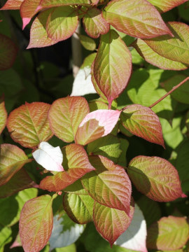 Aktinidia pstrolistna 'Adam'