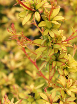 Berberys Thunberga 'Golden Dream'