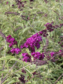 Budleja Dawida 'Harlequin'