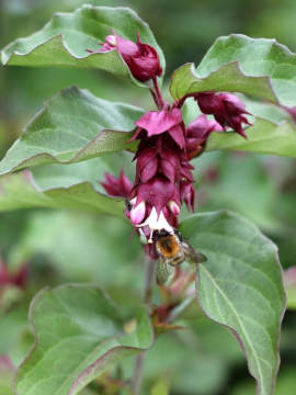 lejcesteria-piekna-purple-rain8.jpg