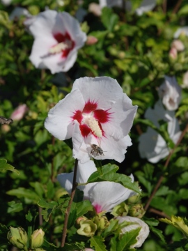 Ketmia syryjska 'Red Heart'