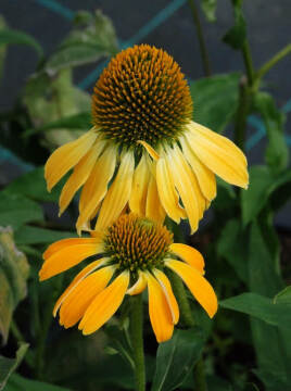 Jeżówka 'Golden Skipper'