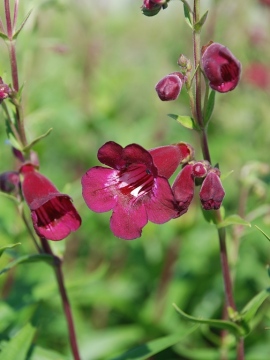 penstemon-rich-ruby.JPG