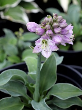 Funkia 'Blue Mouse Ears'