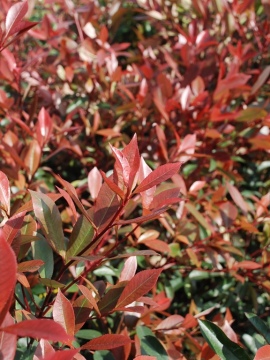 Głogownik Frasera 'Carré Rouge'