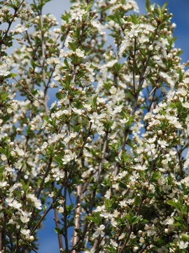 Wiśnia osobliwa 'Umbraculifera'