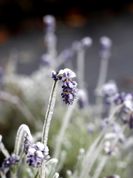 Lawenda wąskolistna 'Blue Scent' - zimą