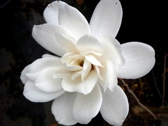 Magnolia