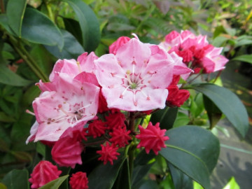 Kalmia