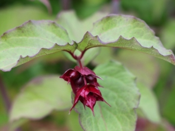 Lejcesteria