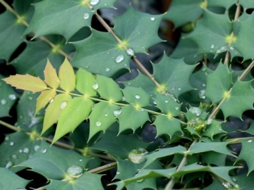 Mahonia