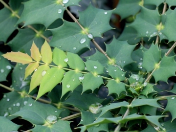 Mahonia