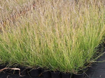 Sesleria