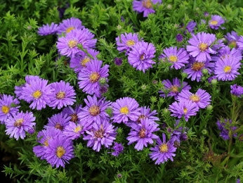 Aster