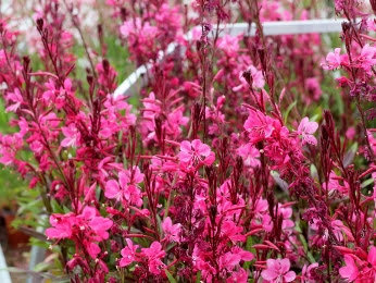 Gaura